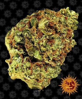 Barney's Farm - Watermelon Zkittlez Auto (auto/fem.) 07472