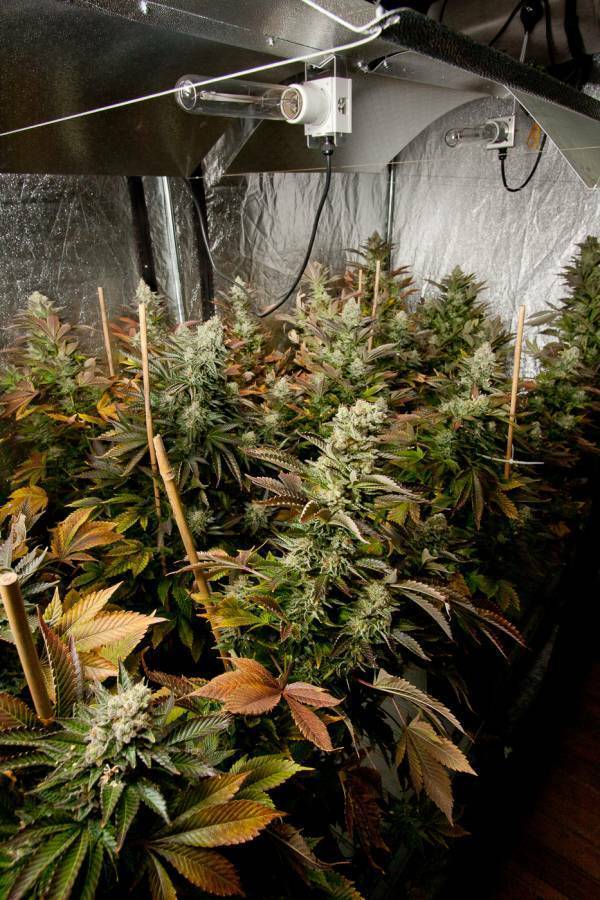 Dinafem - White Widow (fem.)