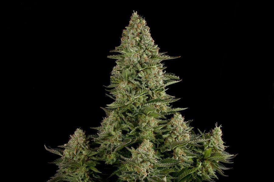 Dinafem - White Widow (fem.)