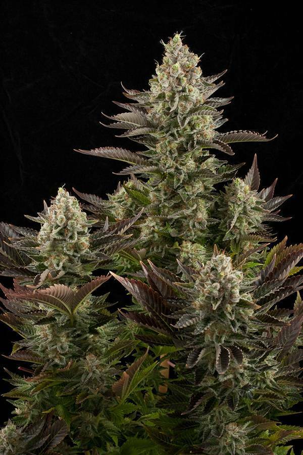 Dinafem - White Widow (fem.)