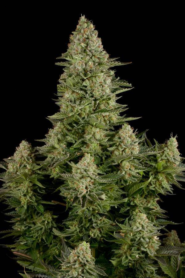 Dinafem - White Widow (fem.)