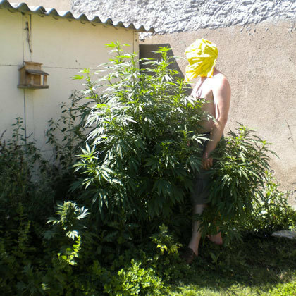 Short Stuff Seeds - Super Cali Haze (auto/fem.)
