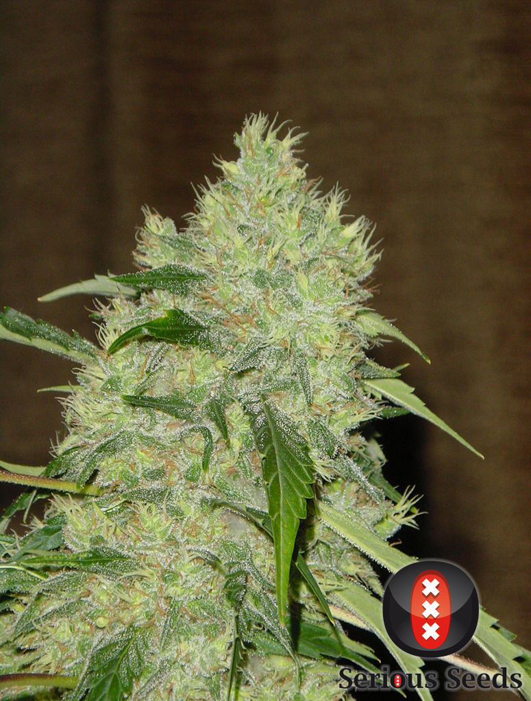 Serious Seeds - Bubble Gum (fem.)