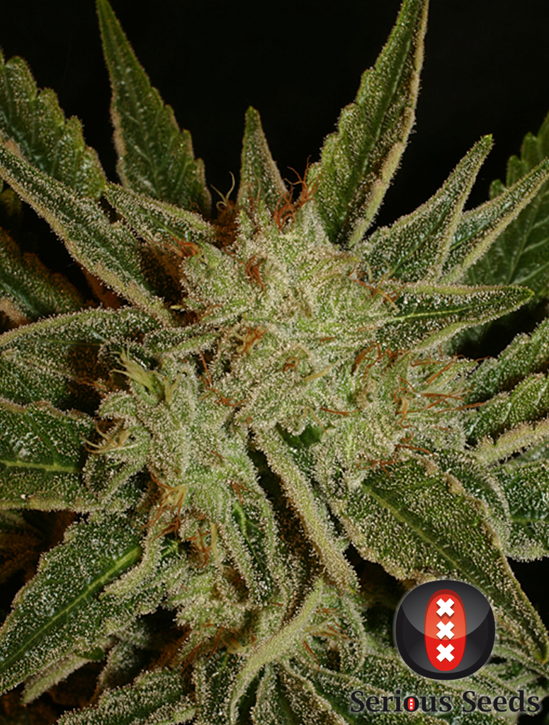 Serious Seeds - Bubble Gum (fem.)