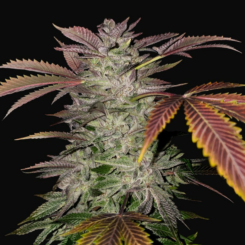 T.H. Seeds - Gelato Cake (fem.)