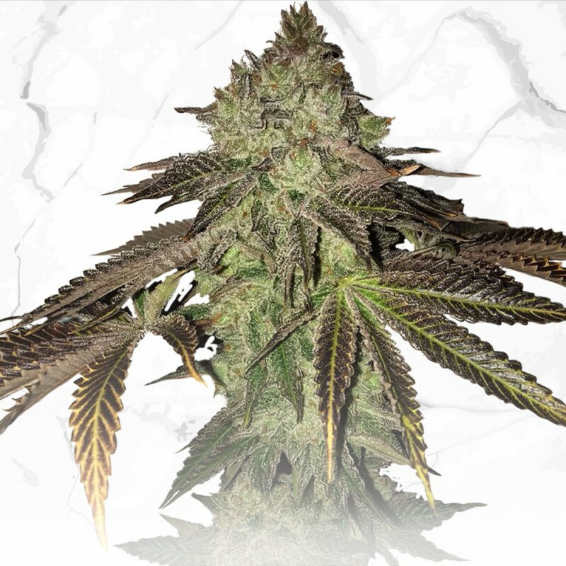 T.H. Seeds - Gelato 33 X Birthday Cake (reg.)