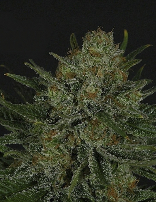 Ripper Seeds - Double Glock (fem.)