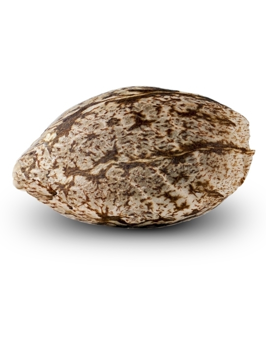 Ripper Seeds - Double Glock (fem.)