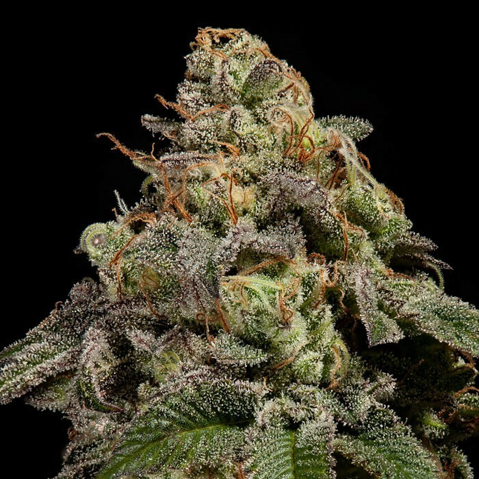 Ripper Seeds - OMG (fem.)
