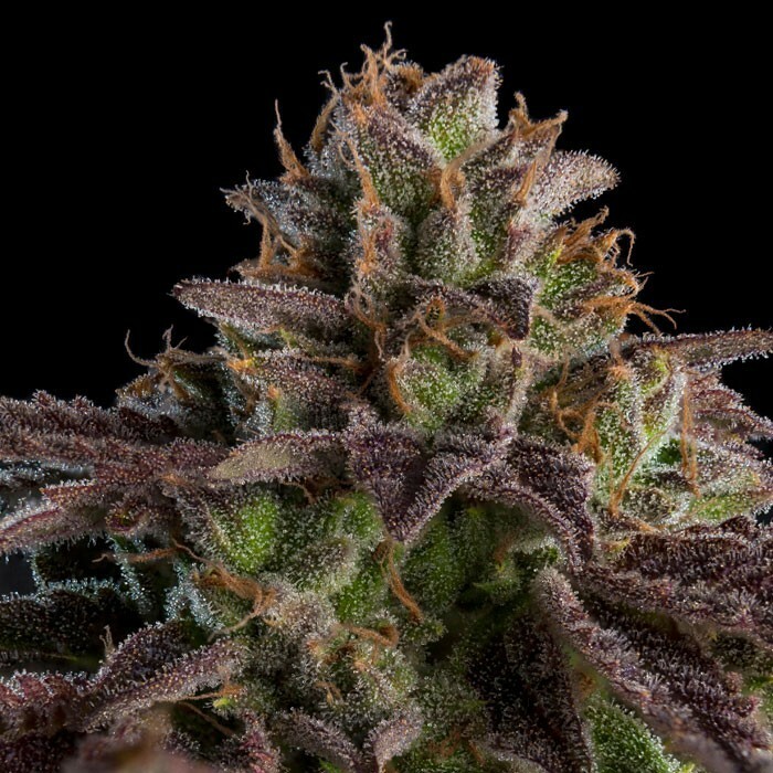 Ripper Seeds - Kmintz (fem.)
