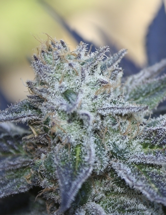 Ripper Seeds - Washing Machine (fem.)
