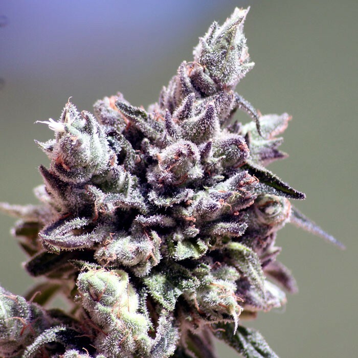 Ripper Seeds - Washing Machine (fem.)