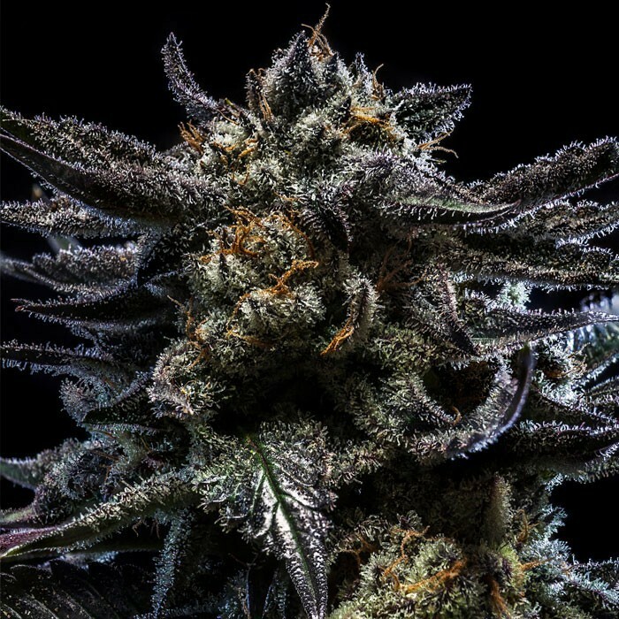 Ripper Seeds - Zombie Kush (fem.)