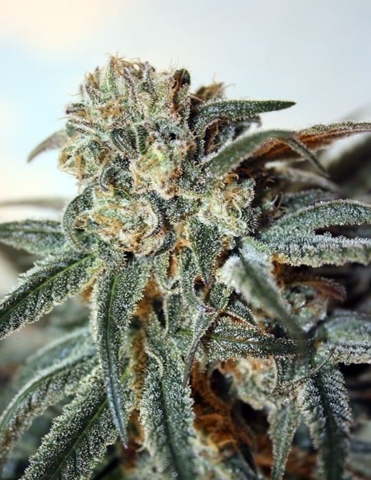 Ripper Seeds - Zombie Kush (fem.)