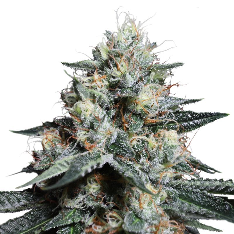 Super Sativa Seed Club - Lava Freeze (fem.)