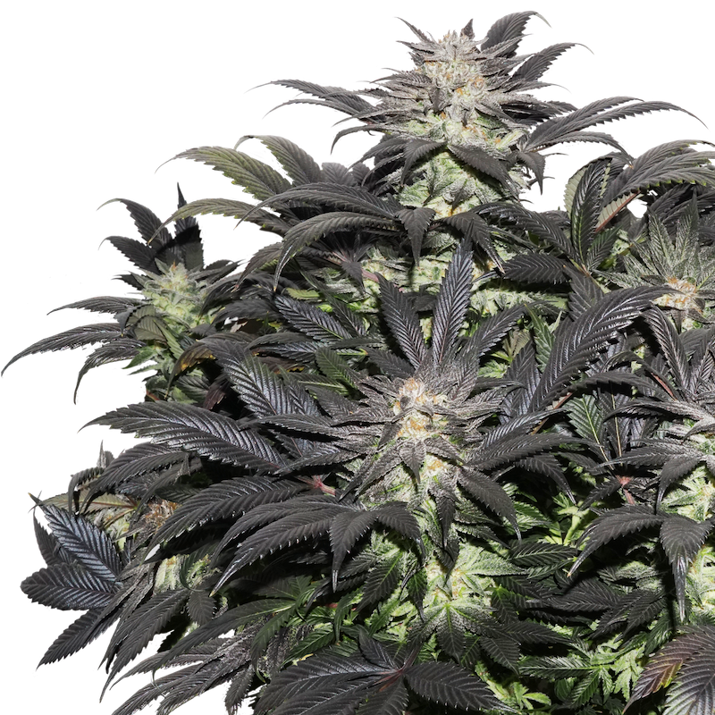 Super Sativa Seed Club - Lava Freeze (fem.)