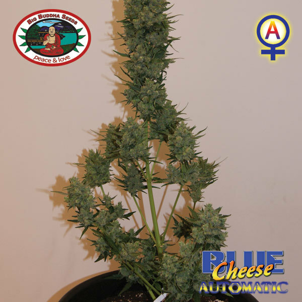 Big Buddha Seeds - Blue Cheese Auto (auto/fem.)