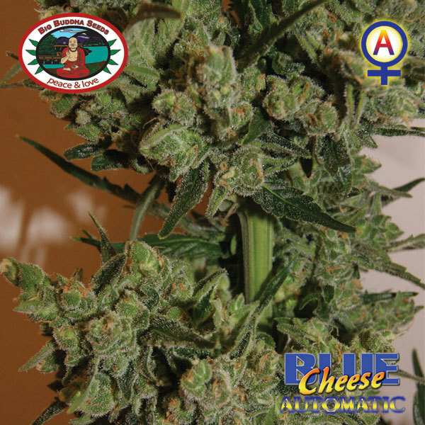 Big Buddha Seeds - Blue Cheese Auto (auto/fem.)
