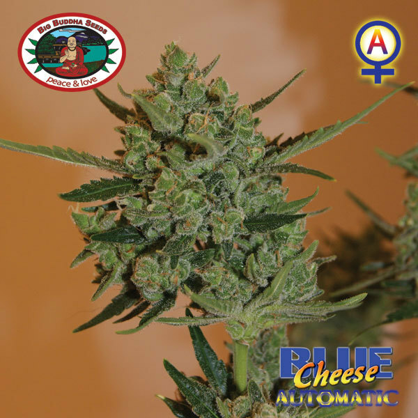 Big Buddha Seeds - Blue Cheese Auto (auto/fem.)