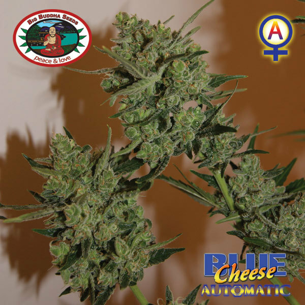 Big Buddha Seeds - Blue Cheese Auto (auto/fem.)