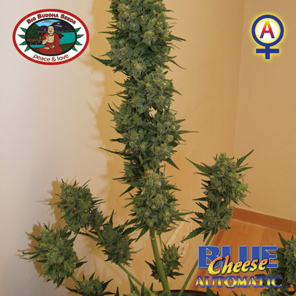 Big Buddha Seeds - Blue Cheese Auto (auto/fem.)