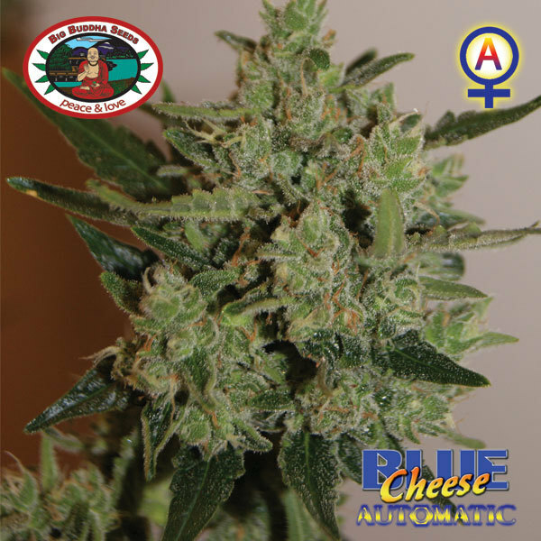 Big Buddha Seeds - Blue Cheese Auto (auto/fem.)