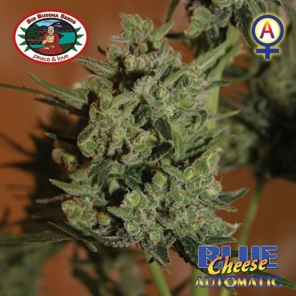 Big Buddha Seeds - Blue Cheese Auto (auto/fem.)