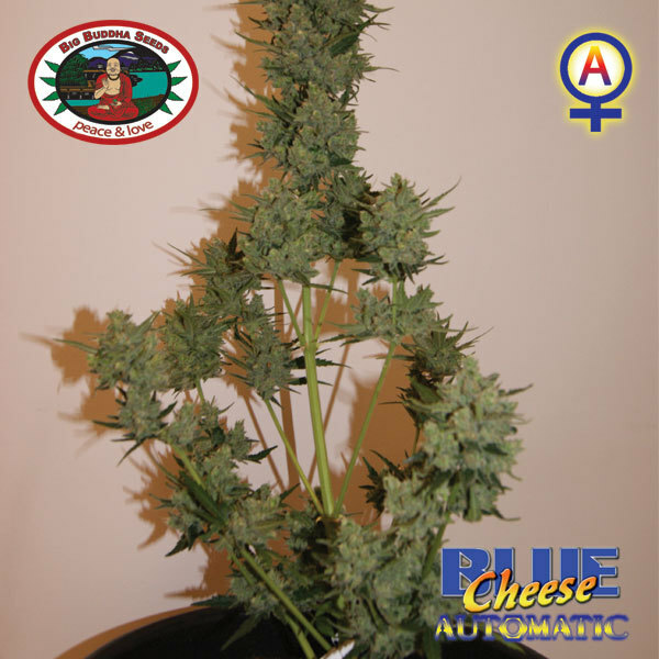 Big Buddha Seeds - Blue Cheese Auto (auto/fem.)