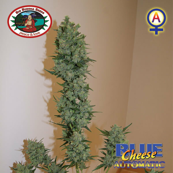 Big Buddha Seeds - Blue Cheese Auto (auto/fem.)