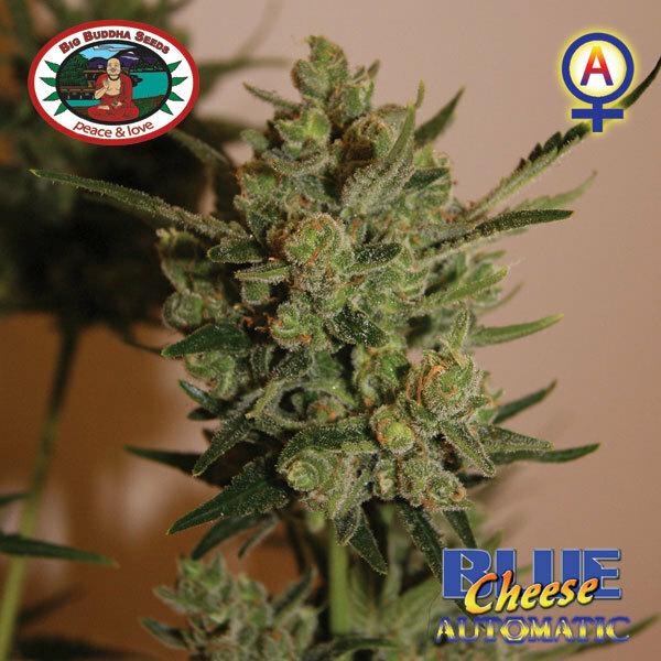 Big Buddha Seeds - Blue Cheese Auto (auto/fem.)