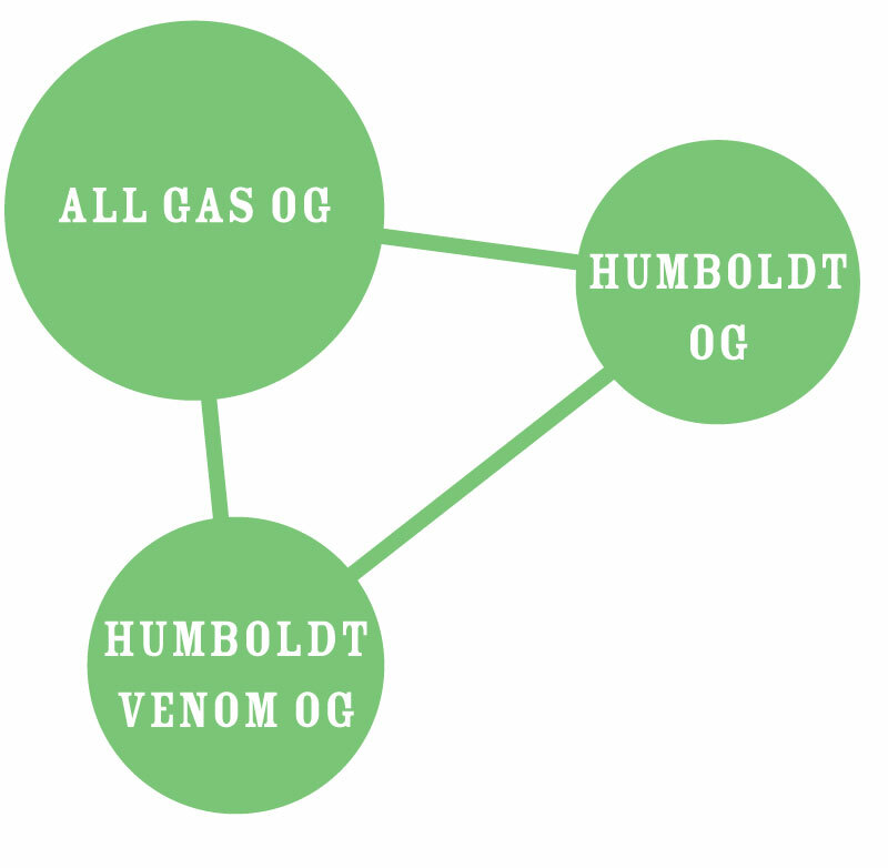 Humboldt Seed Company - All Gas OG (fem.)