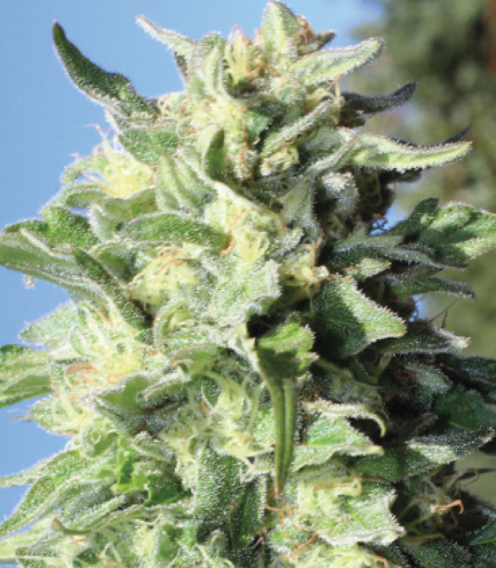 Humboldt Seed Company - Banana Mango (fem.)