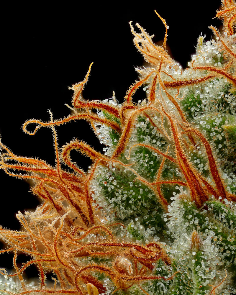 Humboldt Seed Company - Raspberry Parfait (fem.) 🇺🇸