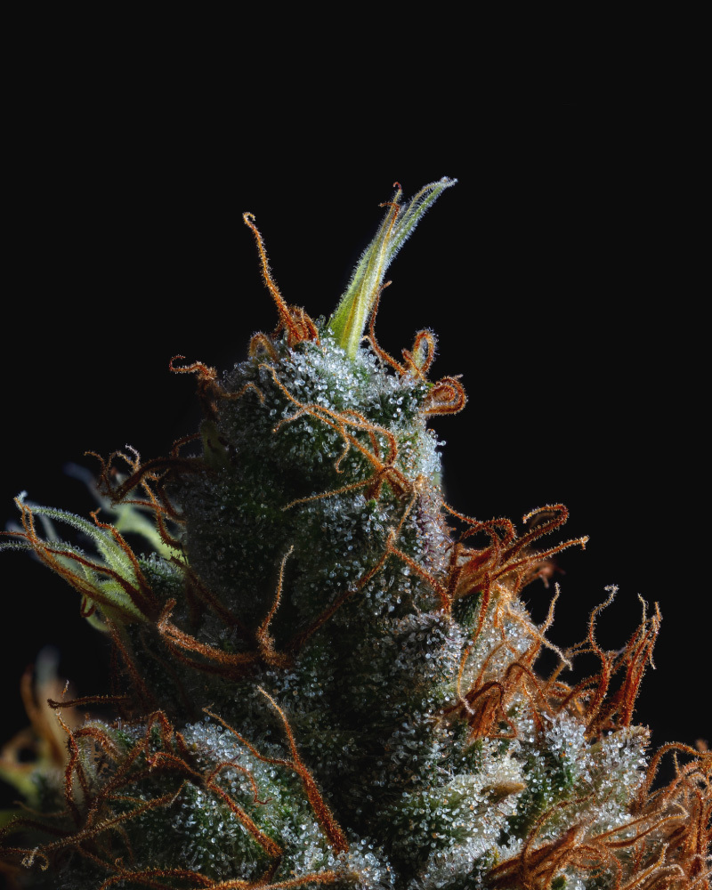 Humboldt Seed Company - Raspberry Parfait (fem.) 🇺🇸