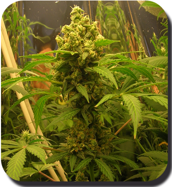 Buddha Seeds - White Dwarf (auto/reg.)