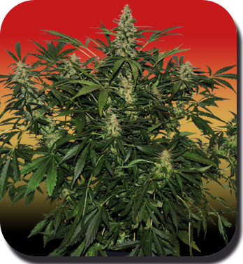 Buddha Seeds - Deimos (auto/reg.)