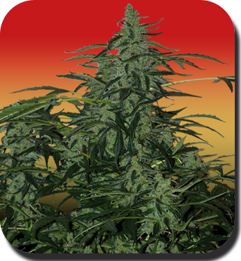 Buddha Seeds - Deimos (auto/reg.)