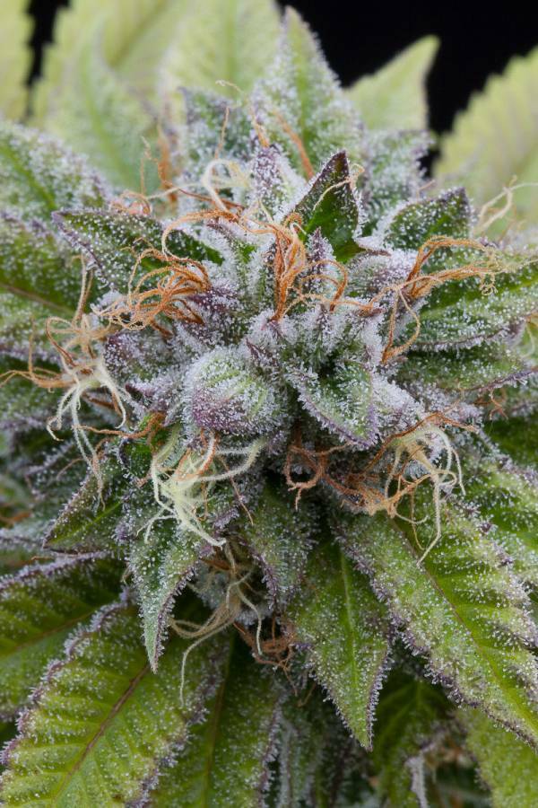 Dinafem - Bubba Kush (fem.)