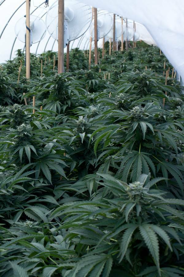 Dinafem - Bubba Kush (fem.)