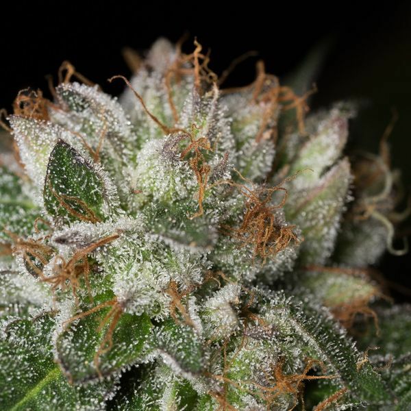 Dinafem - Bubba Kush (fem.)
