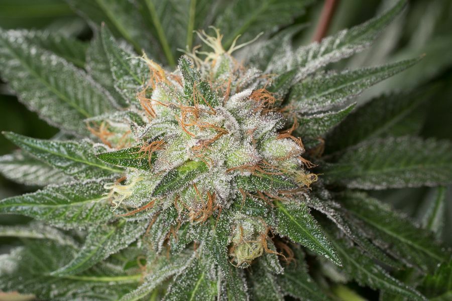 Dinafem - Bubba Kush (fem.)