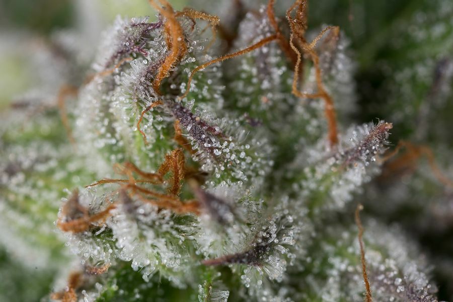Dinafem - Bubba Kush (fem.)