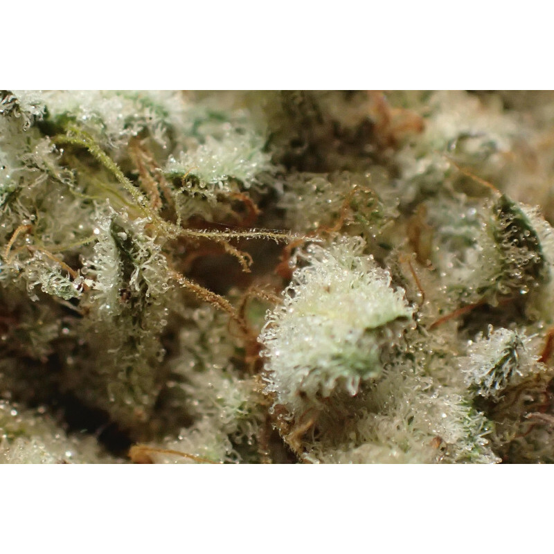 Aficionado French Connection - Vetrus OG F5  (reg.)