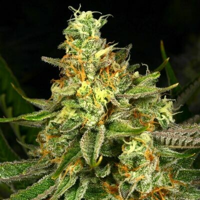 Archive Seed Bank - Killer Bees (fem.) 07512