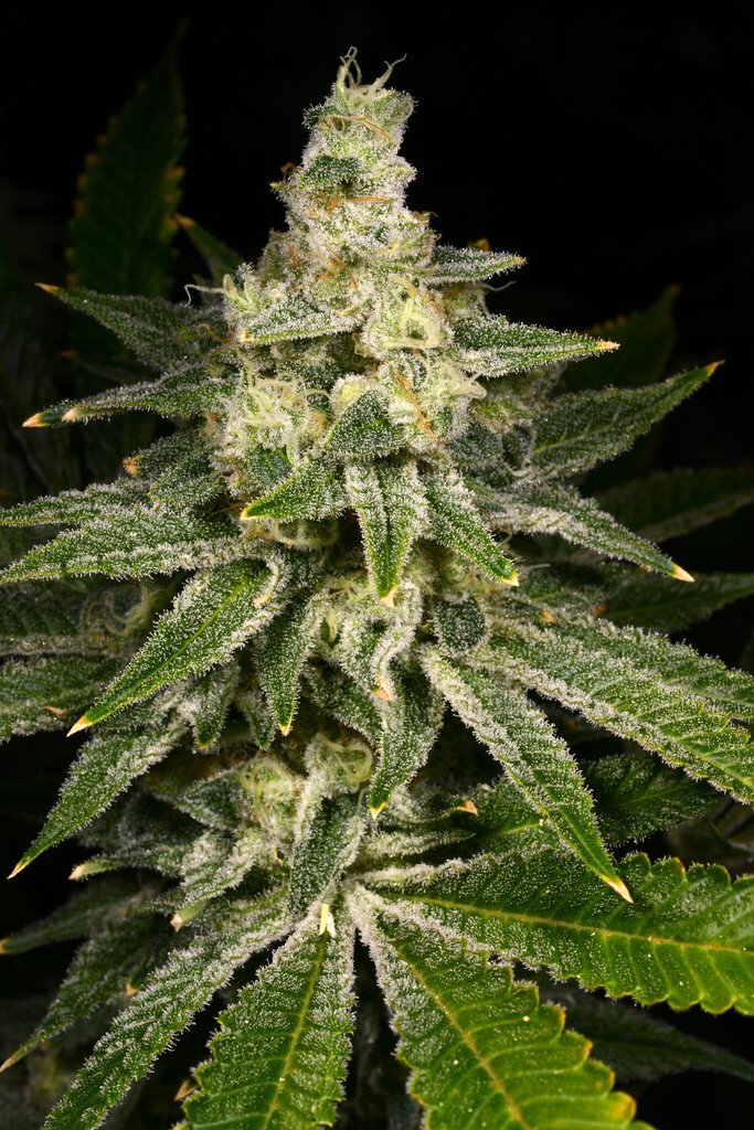 Archive Seed Bank - Crazy Hazey (fem.)