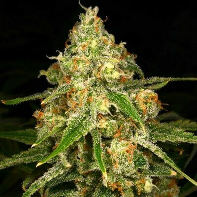 Archive Seed Bank - Ginger Tea (fem.) 07513