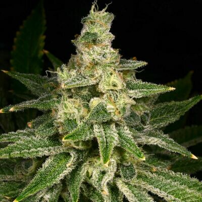 Archive Seed Bank - Crazy Hazey (fem.) 07514