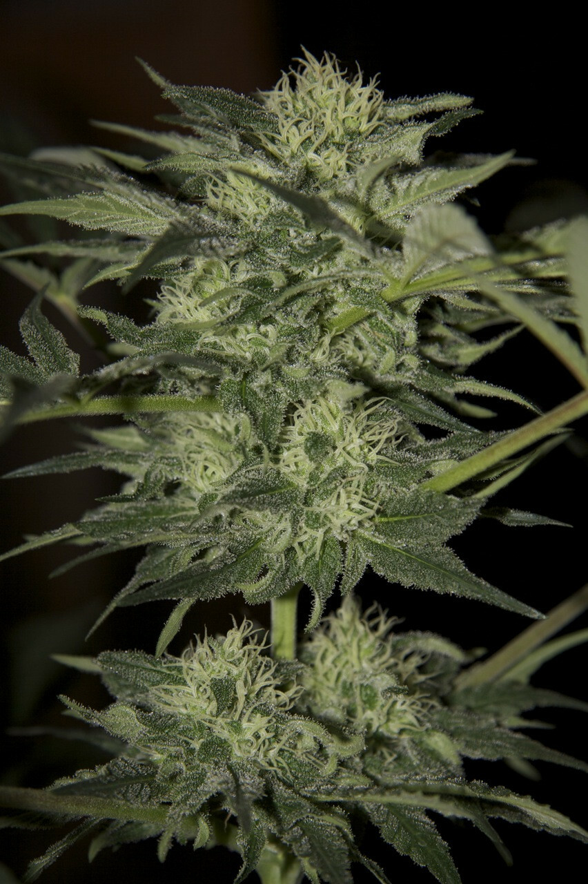 Seedsman - Blueberry Auto (auto/fem.)