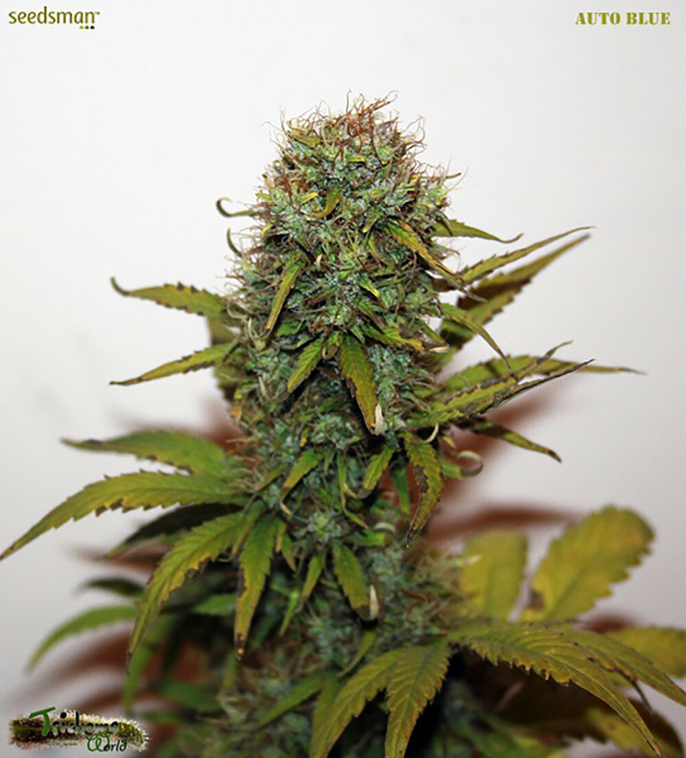Seedsman - Blueberry Auto (auto/fem.)