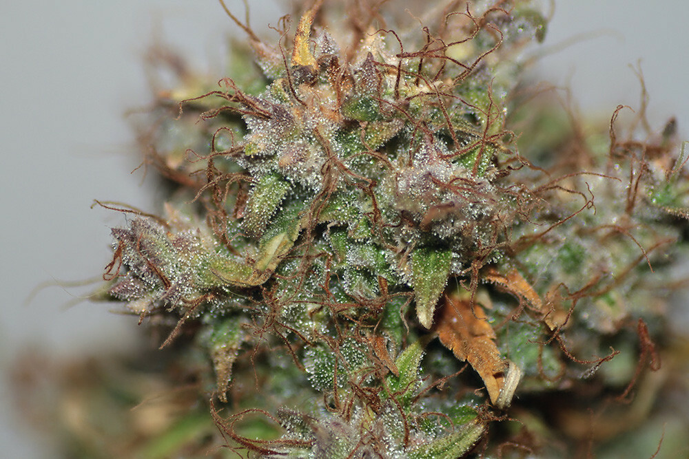 Seedsman - Blueberry Auto (auto/fem.)